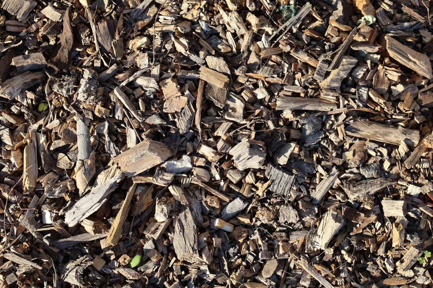 Close-up of fresh wood-chip mulch laid down for a garden bed
