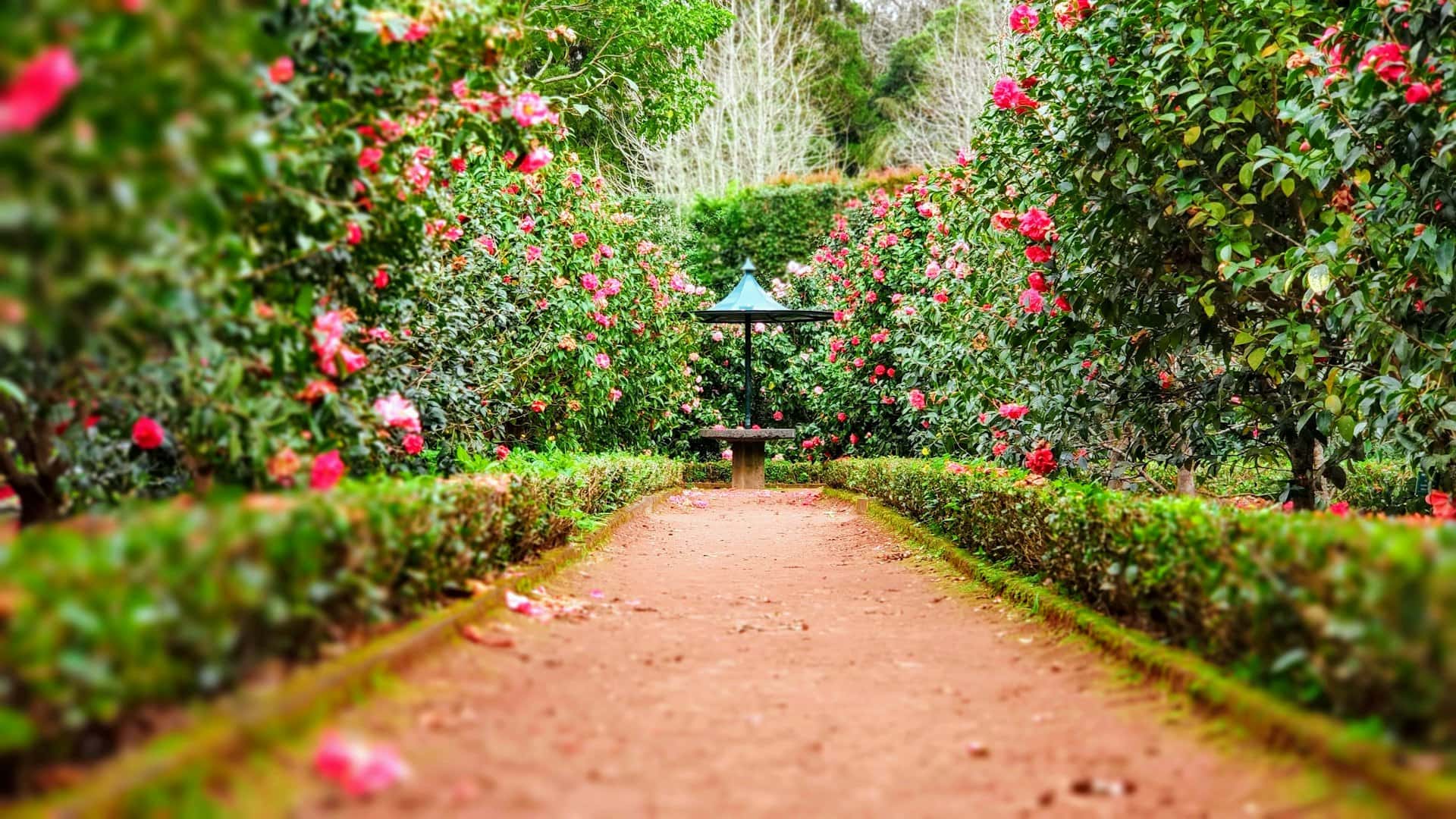 A lush, well-maintained garden path lined with flowering shrubs