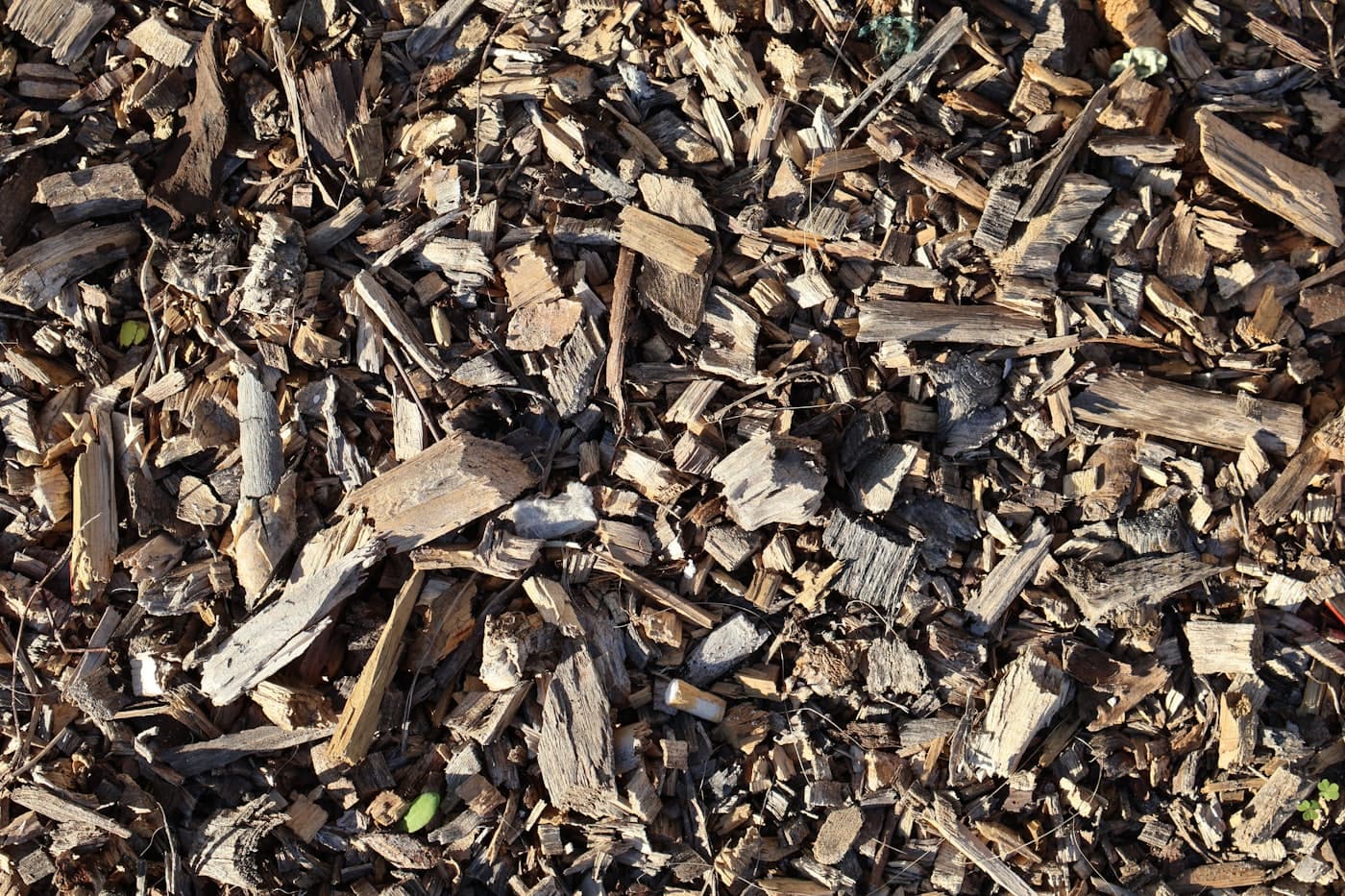 Close-up of fresh wood-chip mulch laid down for a garden bed