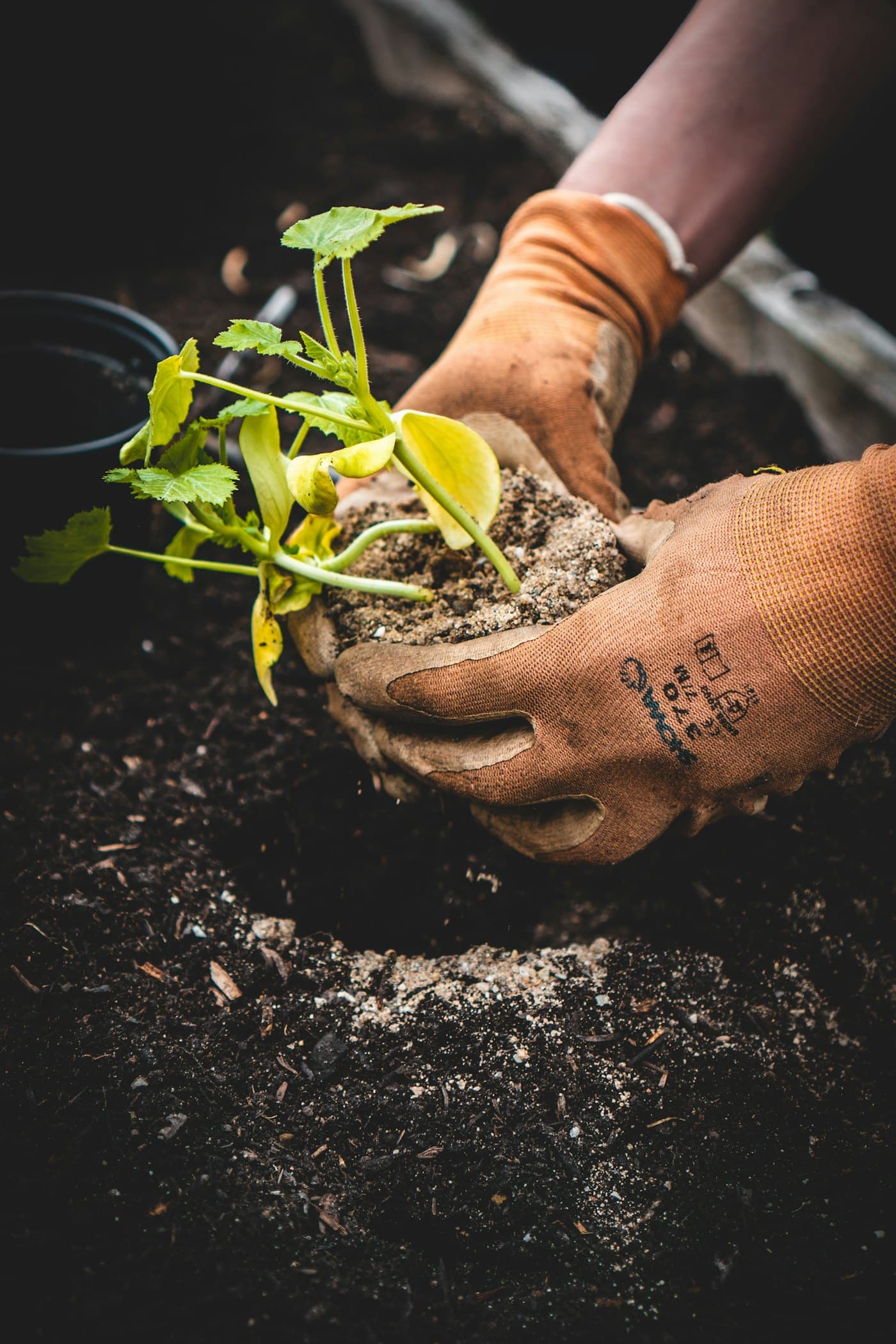 Gloved hands cradling a young seedling and placing it into prepared garden soil