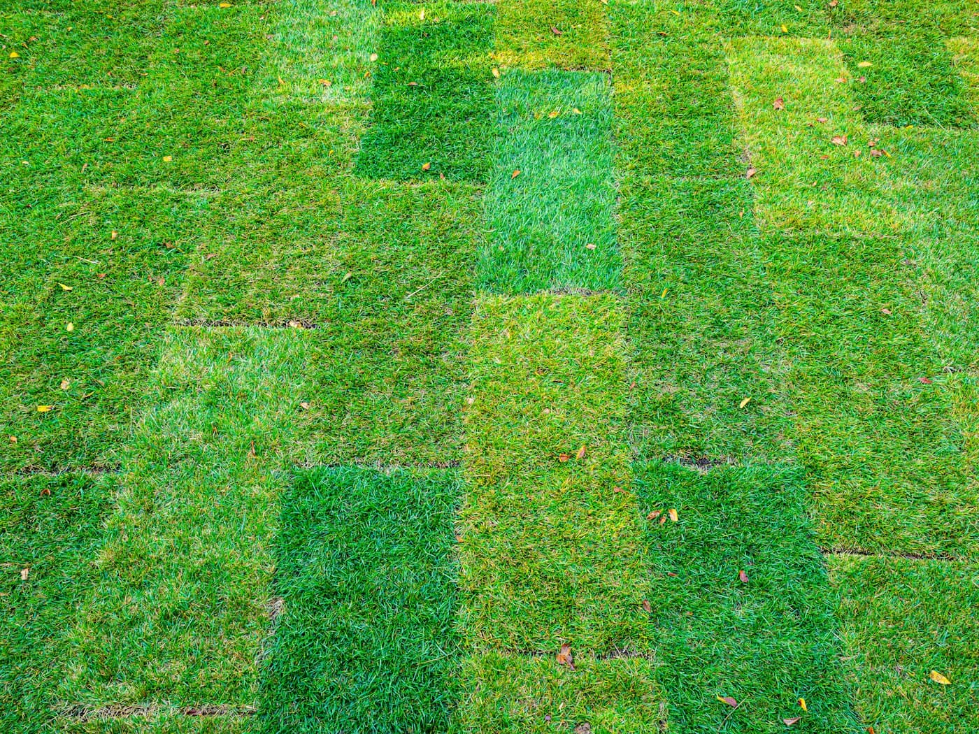 Top-down view of fresh sod patches laid in alternating squares, seams still visible on prepared soil