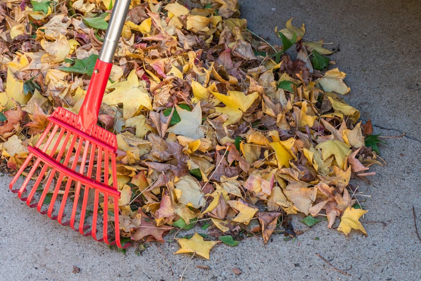 A red leaf rake pulling a pile of yellow and red fall leaves across a driveway during a yard cleanup